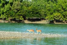 activities at Sundarban