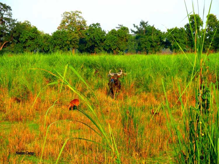 North East Kaziranga Forest