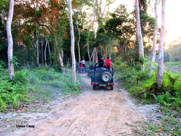 North East Kaziranga Forest