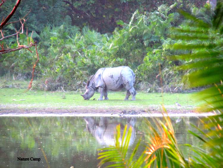 North East Kaziranga Forest